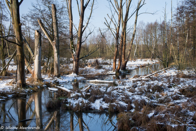 Naturschutzgebiet Ohre