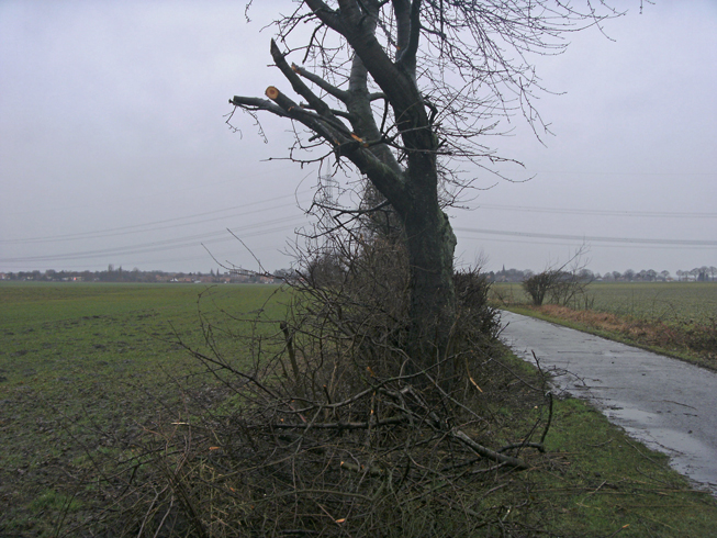 Obstbäume frevelhaft beschnitten