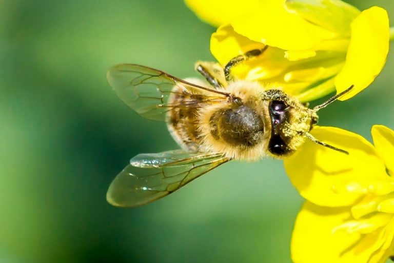 Verbot des Einsatzes chemischer Unkrautvernichtungsmittel auf städtischen Flächen