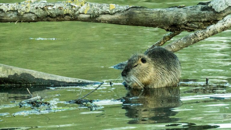 Bejagung von Nutria