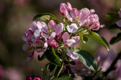 Einladung zum 1. Apfelblütenfest @ Streuobstwiese | Meine | Niedersachsen | Deutschland