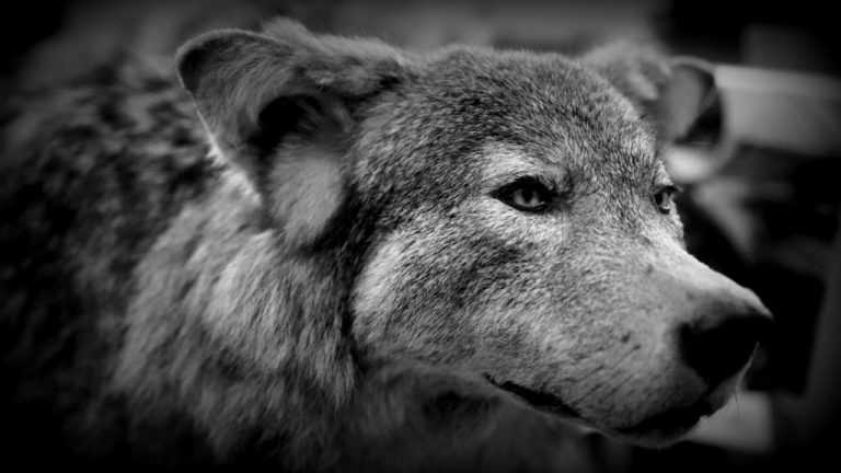 Ein Bärendienst für den Wolf