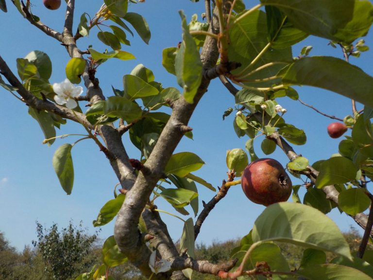 Frühling im Spätsommer