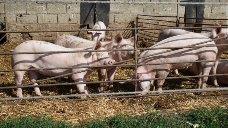 Lebensmittelkontrollen im Landkreis Gifhorn