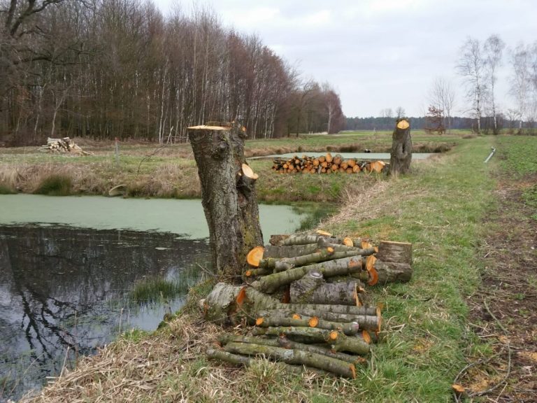 Kahlschlag am Klärteich